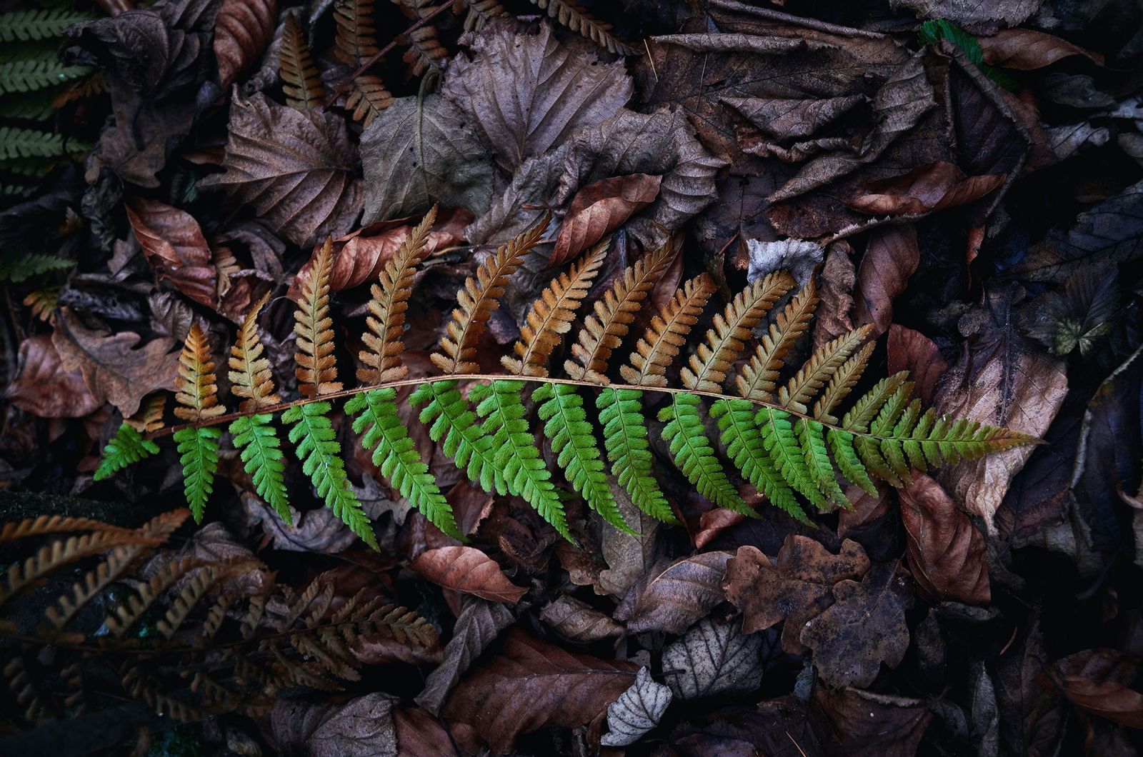 Mario dobelmann 2toneleaves unsplash